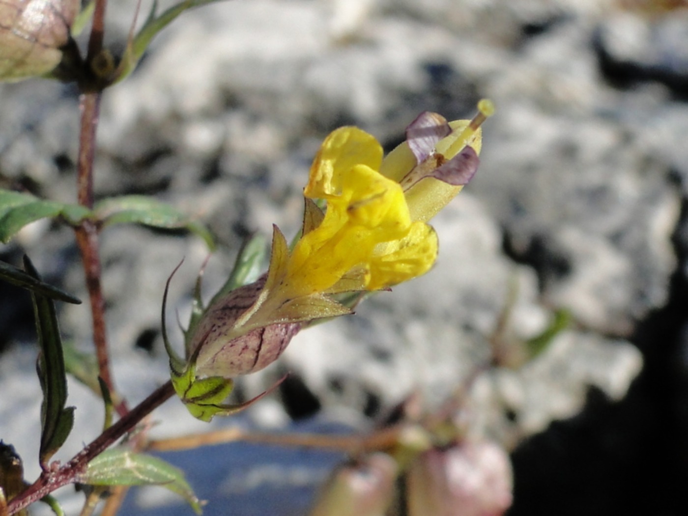 Rhinanthus angustifolius